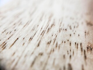 Macro shot of light wood grain texture with dark linear patterns, creating an abstract and natural background.