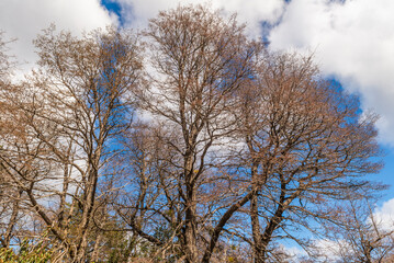 The Bonito River Waterfall, surrounded by forests and mountains, is a tourist attraction in Villa La Angostura, Argentina.