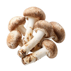 Brown mushrooms with white stems on black background caps, Isolated On White, Png Transparent, Cut Out