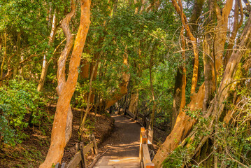 Myrtle forest, Bailoche, Nuequen, Patagonia, Argentina