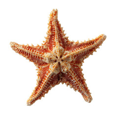 Orange starfish with textured spiny arms against black white, Isolated On White, Png Transparent, Cut Out