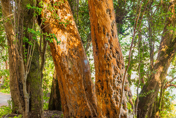 Myrtle forest, Bailoche, Nuequen, Patagonia, Argentina