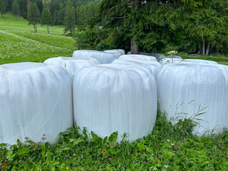Wrapped hay bales stacked at the edge of a forest, ready to feed livestock during the winter months.