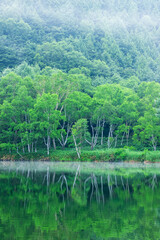 lake in the green forest