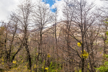 The Bonito River Waterfall, surrounded by forests and mountains, is a tourist attraction in Villa La Angostura, Argentina.