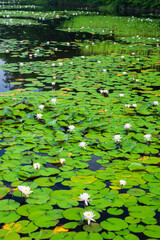 white water lilies in the pond