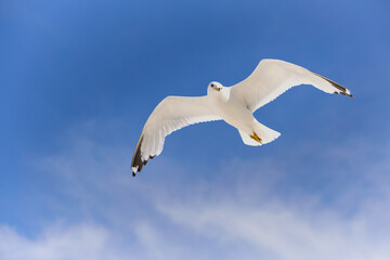 A seagull soaring across a clear blue sky with its wings fully spread. The bird displays characteristic black wingtips and a light gray body. Captured in natural flight.