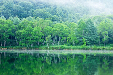 lake in the green forest