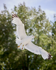 Yellow-legged Gull