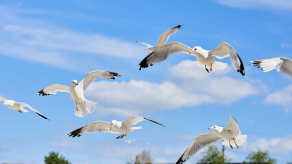 flock of seagulls flying
