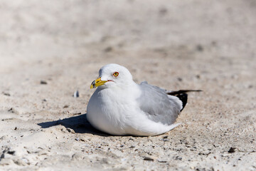  adult seagull on sand