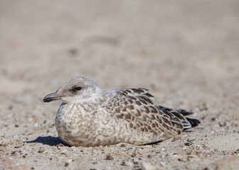 seagull on the sand