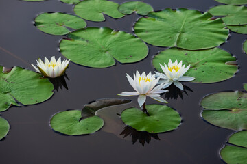 white water lilies in the pond