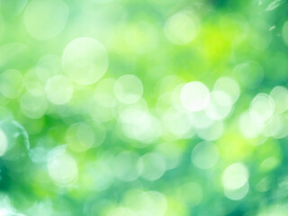 Obraz premium 新緑の木漏れ日の様子。爽やかな光の風景。