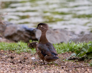 Female wood duck standing on the ground in natural habitat