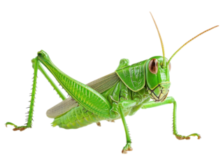 Green Grasshopper Close-Up