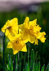 Yellow daffodils in springtime in Oregon