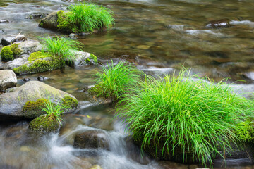 stream in the green forest