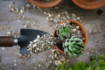 Top view of succulent potting with special soil mix and mini shovel