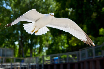 seagull in flight