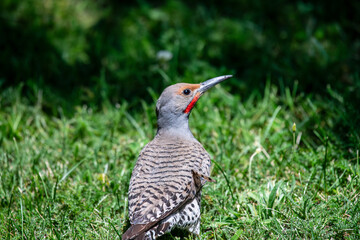 Up close with a Northern Flicker