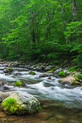 stream in the green forest