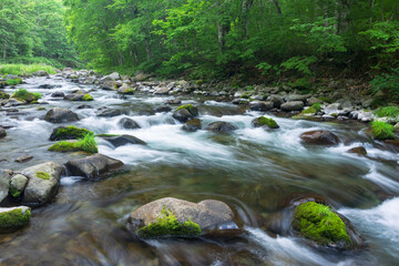 stream in the green forest