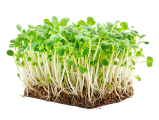 Fresh Green Microgreens