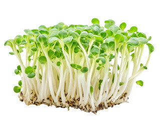 Microgreens Close-Up