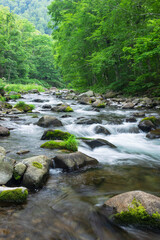 stream in the green forest