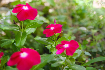 close up floral background of Catharanthus roseus blooming in a garden