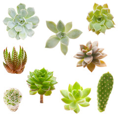 collection of succulents and cactuses isolated on a white background