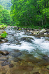 stream in the green forest