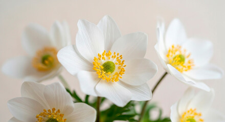 Fototapeta premium Close-Up of Delicate White Flowers with Yellow Centers 
