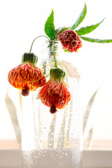 A clear glass bottle holds drooping Abutilon flowers
