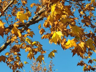 Leaves of the American Sycamore tree in Fall