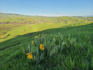 A Grey Mule's ears blooming in the East Bay hills of Northern California