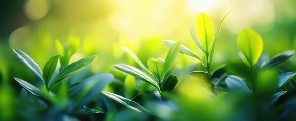 Obraz premium Lush green leaves bask in warm sunlight, creating a serene atmosphere with a soft bokeh background. Ideal for nature or wellness themes.