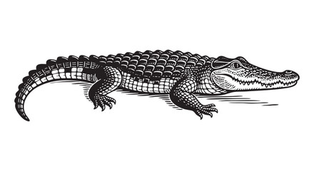 Naklejka premium Crocodile sketch engraving black and white outline. Scratch board imitation. illustrated in vintage line art style on a white background.