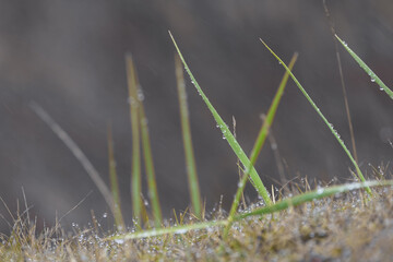 Close up view of fresh grass with dew under rain