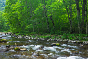 stream in the green forest