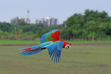 Colorful Green Wing Macaw parrot flying on the rice fields. Free flying bird