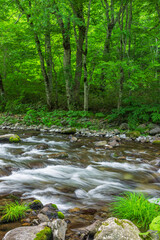 stream in the green forest