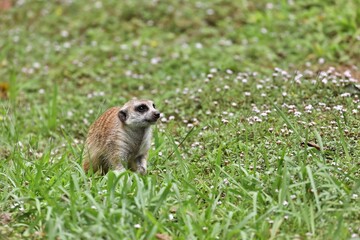 草原の上のミーアキャット