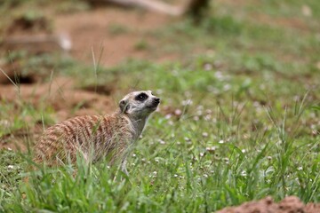 草原の上で見上げるミーアキャット