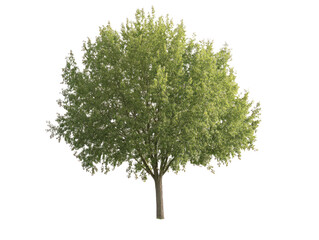 Obraz premium Lush Green Tree on Transparent Background