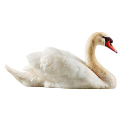 Serene swan swimming in stillness concept. Graceful white swan resting elegantly on the water's surface.