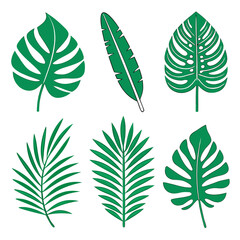 Fototapeta premium Tropical Leaves Collection monstera banana leaf