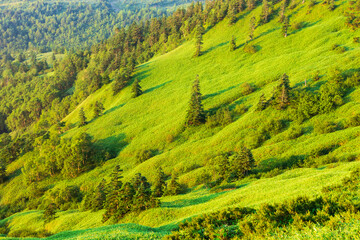 landscape with trees in the mountain