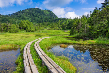 landscape with boardwalk and marshland